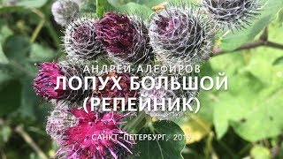 Лопух большой репейник Алефиров АН [upl. by Bonney]