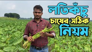 লতিকঁচু চাষের সঠিক নিয়ম জেনে চাষ করলে কৃষক লাভবান হবেন [upl. by Anig]