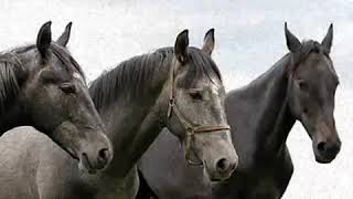 Vysotsky «Кони привередливые» Capricious horses [upl. by Clymer]