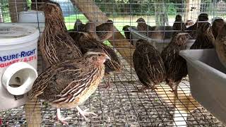 Male Coturnix Quail Calls  Sound [upl. by Leonor]