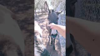 Donkeys get spooked [upl. by Johnette]