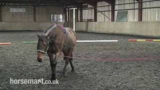 How to Lunge a Horse with a Chambon [upl. by Berthold291]