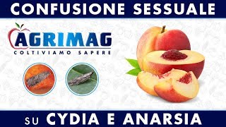 Agrimag  Confusione sessuale di Cydia e Anarsia sul pesco [upl. by Xirtaeb]