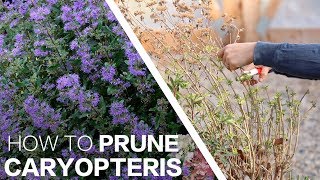 Pruning Caryopteris ✂️🌿 Garden Answer [upl. by Trometer]