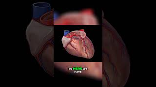 Coronary Arteries Explained shorts anatomy heart medstudent doctor bodyanatomy [upl. by Lleret143]