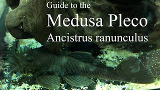 Guide to the Medusa Pleco Ancistrus ranunculus [upl. by Sadnak]