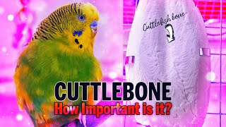 Cuttlebone for Birds Why Does My Budgie Use a Cuttlebone [upl. by Dugan]