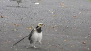 black collared starling  นกกิ้งโครงคอดำ หรือ นกเอี้ยงโครง  Черношейный скворец [upl. by Yrrab]