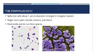 Gram Positive Cocci [upl. by Gnilrac]