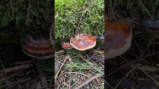 Beautiful Redbelted conk fungi asmr nature forestbath [upl. by Royo836]