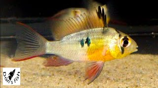 Bolivian Rams Colorful Peaceful Smallideal cichlid for community aquariums [upl. by Ankeny539]