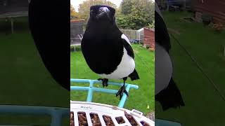 Magpie stopping by for an early morning snack magpie birdcam [upl. by Nilauqcaj771]