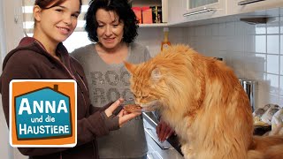 Maine Coon  Reportage für Kinder  Anna und die Haustiere [upl. by Pimbley821]