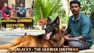 😇സാധാരണക്കാർക്ക് വേണ്ടി ഒരു സൂപ്പർ german shepherd kennel  german shepherd malayalam [upl. by Estele]