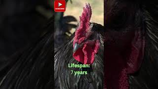 Minorca Chickens Size Eggs Lifespan and More [upl. by Nahpets283]