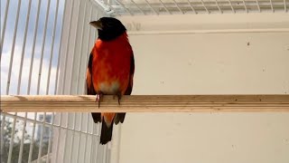 Canto do Pintassilgo venezuelano mestre  Red Siskin Singing a lot [upl. by Silvers93]