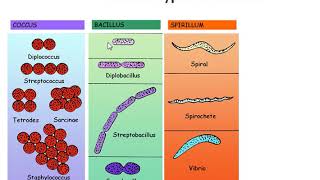 Bacteria Classification On the Base Of Shape  Shapes of bacteria [upl. by Eibreh]