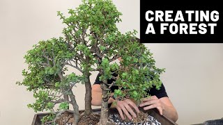 Creating a Bonsai Forest  Dwarf Jade Portulacaria Afra  The Bonsai Supply [upl. by Fianna407]