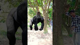 ￼Yar Tera hero khalnayak ho gaya ￼Tree ME ghusne wala animal video amazing video neerajofficial77 [upl. by Repohtsirhc]