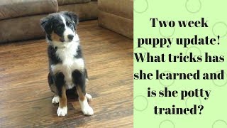 2 week puppy updateHow to potty train a puppy in less than a week Plus teaching tricks [upl. by Iinde]