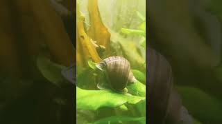 Indigo Mystery Snail [upl. by Beckie]