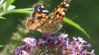 Butterflies and a Butterfly Bush [upl. by Senaj]