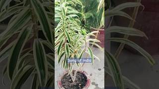 plant 1 dracaena reflexa intro plants dracaena songofindia viral shorts [upl. by Eiznekcm]