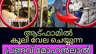 പ്രണവ് ആട് ഫാമിൽ പണിയെടുക്കുന്ന വീഡിയോ  pranav Mohanlalquots Goat Life  pranav mohanlal latest news [upl. by Neetsirhc99]