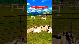 Sheep Herding Dog demonstrates his skills with a group of goats shorts dog goat [upl. by Schapira]