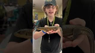 Giant Plated Lizard  Thank you to Frogs Direct for allowing Tyler to make this video [upl. by Assenna988]