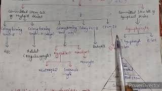 HematopoiesisFormationofbloodcellsblood [upl. by Ducan]