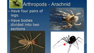 Invertebrates Video [upl. by Donna]