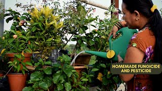 Homemade Fungicide for Plants I Homemade Pesticides for Plants I Gardening DIY I Nepali Gardening [upl. by Eniluqaj]