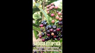 Ardisia Elliptica plant benefits [upl. by Ocsicnarf]