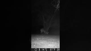 Aww look at the buck lay down in front of the mulberry tree [upl. by Xaviera424]