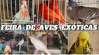 Feira de Aves exóticas [upl. by Ycnaf]