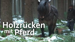 Pferde bei der Waldarbeit Holzrücken im Wald  Zwischen Spessart und Karwendel  BR [upl. by Inahpets]