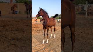 New Arabian Stallion Horse Pro horse arabian horses shorts viralshorts youtubeshorts [upl. by Dusty]