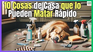 🔴 10 COSAS DE CASA QUE PUEDEN MATAR A UN PERRO INSTANTÁNEAMENTE 🔴 [upl. by Secnarf]