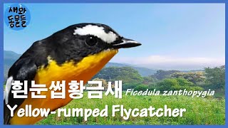 흰눈썹황금새 Yellowrumped flycatcher near bird  새와동물들 [upl. by Mohsen]