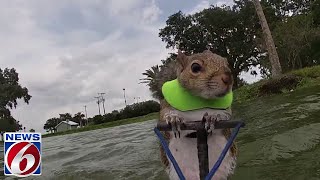 That Squirrel Can Waterski Twiggy back to work after retirement [upl. by Ecraep]