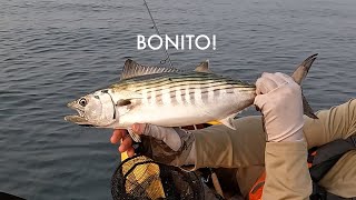 A Few Mornings Chasing amp Catching Bonito [upl. by Asselam]