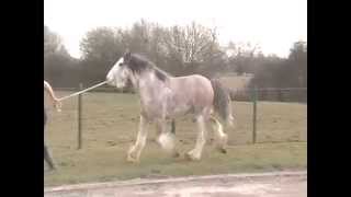 Beautiful Gypsy Stallions of SD Farm in England [upl. by Attirehs]