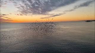 Starling Murmurations  Brighton Palace Pier featuring seagull attack [upl. by Acnayb]