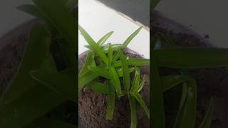 Newly Emerged Plants🌱Basket Plant🌱 short Best Hanging Plant  Plant life  Home Garden🏡 [upl. by Riorsson]