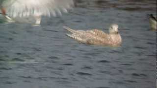 Glaucous Gull Ditchford GP 3rd March 20131 [upl. by Fidelas]