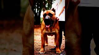 German Shepherd vs Great Pyrenees Presa Canario Tibetan mastiff Cane corso Bite force comparison [upl. by Tulley]