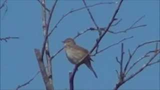 Chiffchaff singing Tjif Tjaf zang [upl. by Ikik]