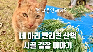 시골에 사는 네 마리 반려견과 집사ㅣ11월 시골 김장ㅣ김장 시작은 배추 뽑기 마무리는 산책 [upl. by Droffats]