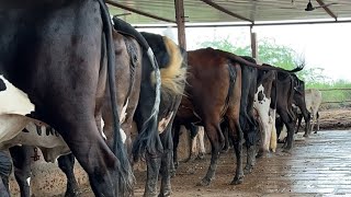 kamal dairy farm is live 60 cow live milking 315 start live Kamal dairy farm [upl. by Desmond745]